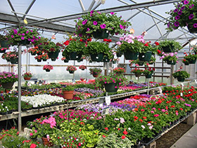 Schulte's Greenhouse And Garden Center